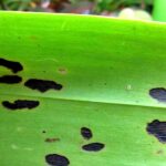 large black spots on the leaves