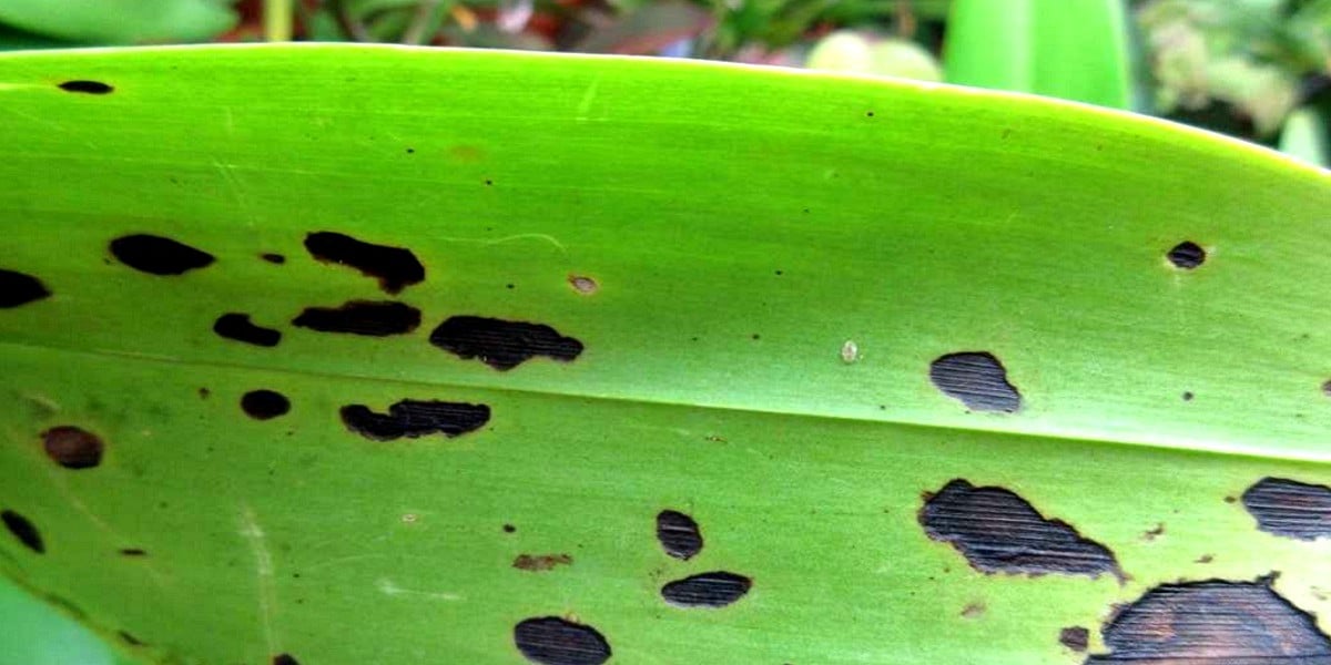 large black spots on the leaves