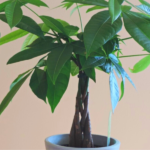 money tree