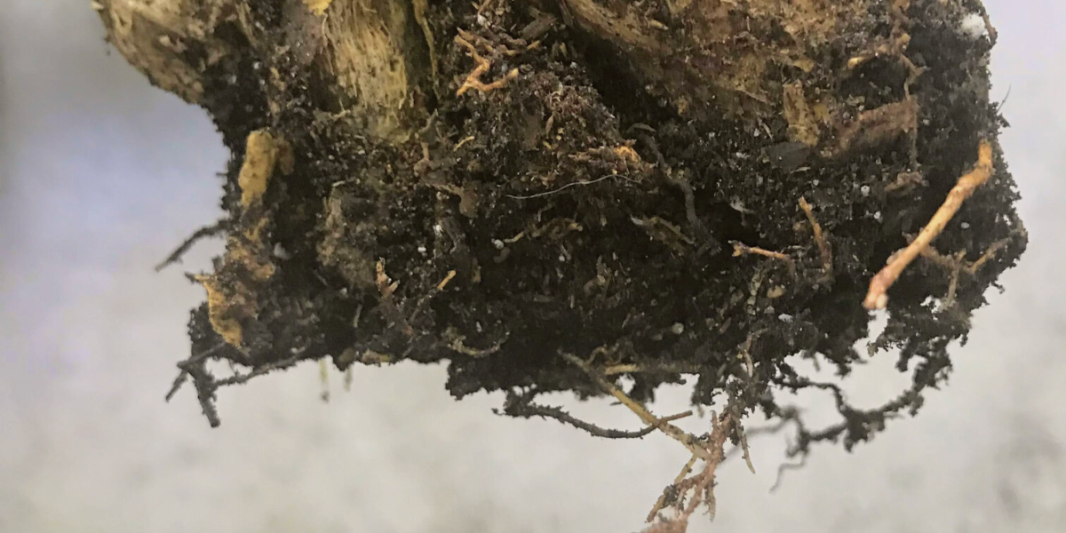 money tree root