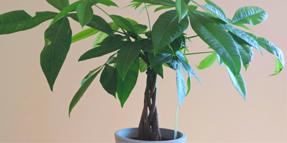 money tree