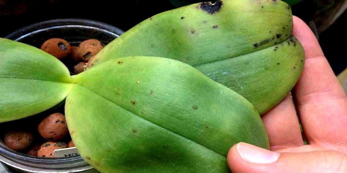 orchid leaf in hand