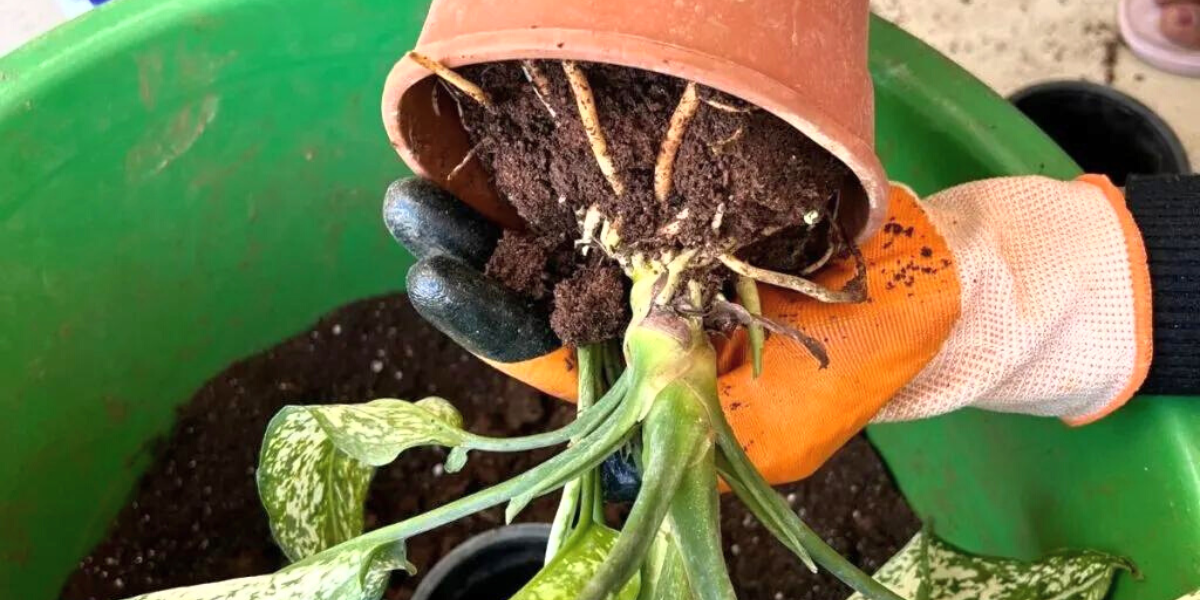 plant in the pot