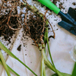 plant root and garden shovel