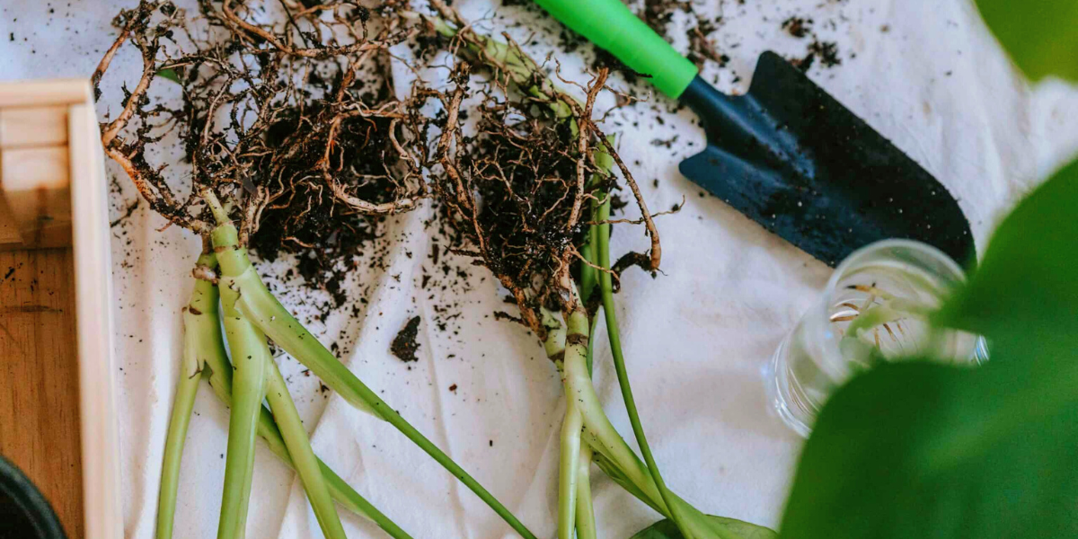 plant root and garden shovel