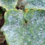 powdery mildew on leaves