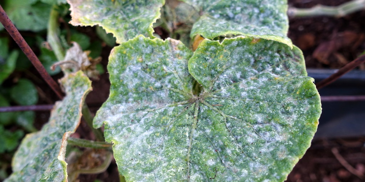 powdery mildew on leaves