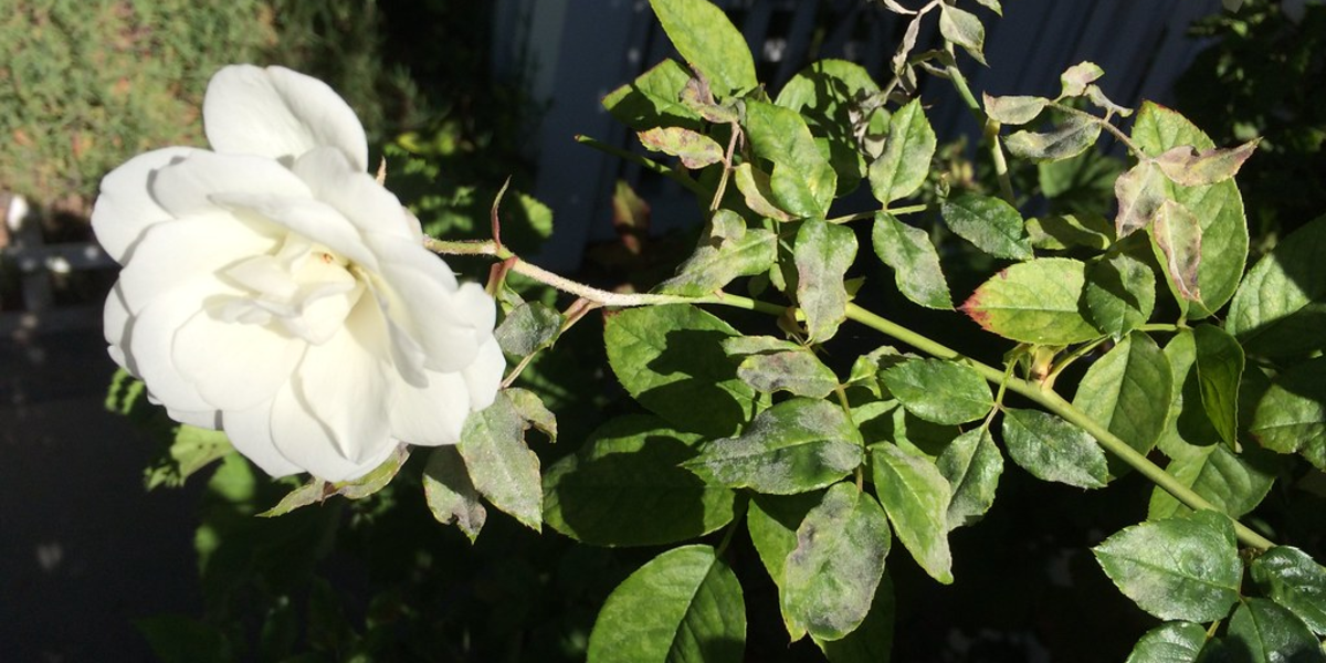 powdery mildew on roses