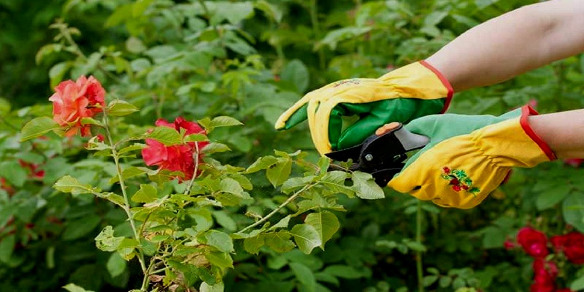 pruning diseased rose leaves