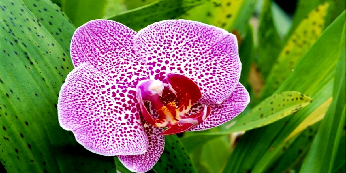 purple orchid flower