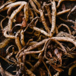 plant root