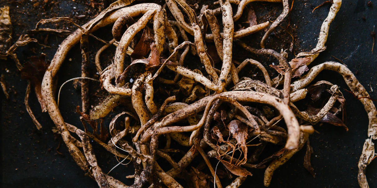 plant root