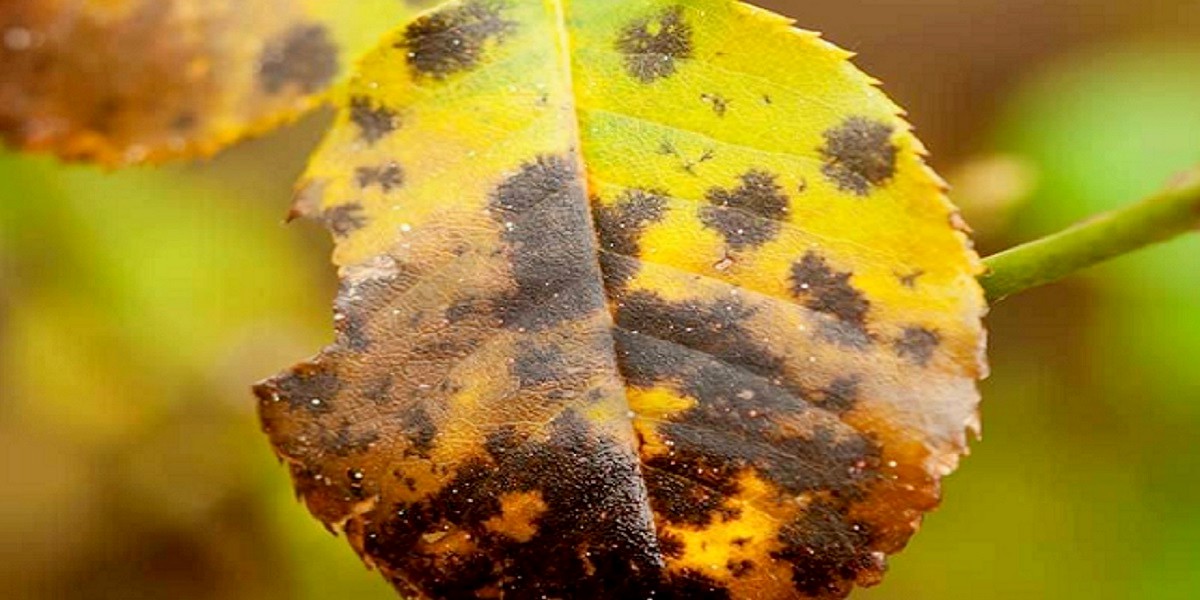 rose leaf with damaged edges