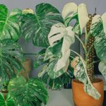 several diseased plants