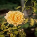 spots on yellow rose