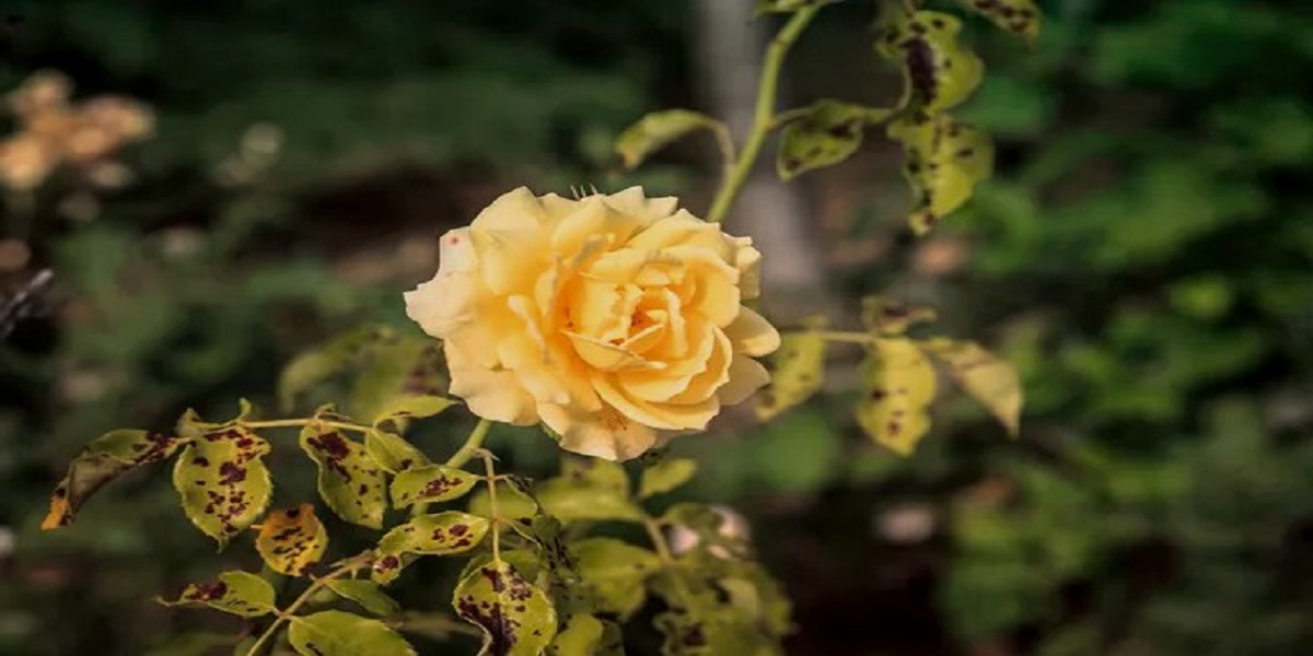 spots on yellow rose
