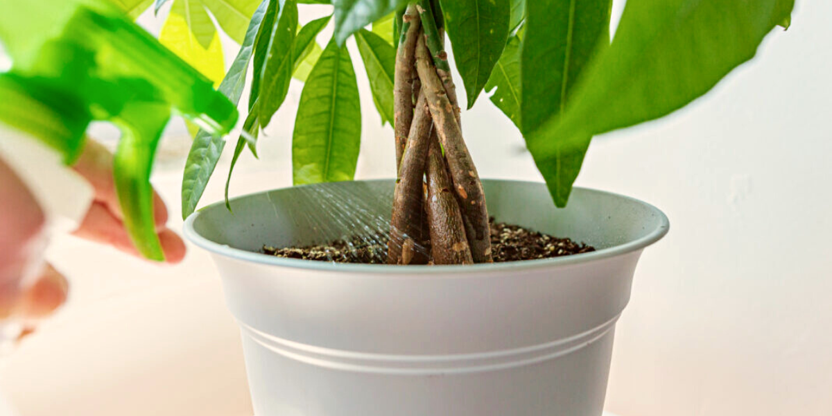 spraying money tree