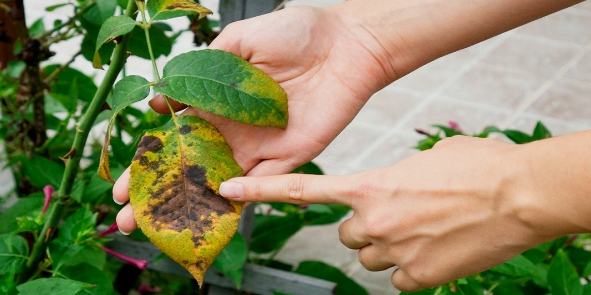 spread of brown spots on the surface of rose leaves