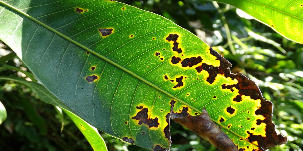 wide leaves with damaged edges